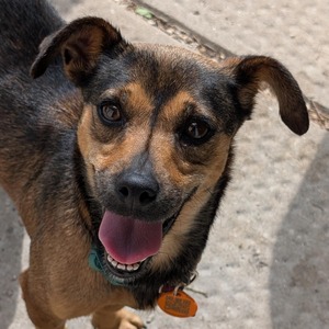 Funds for Pets Rescue